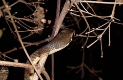 Dendrelaphis chairecacos