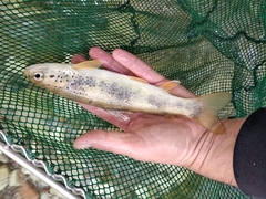 Salmo farioides