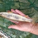 Balkan Brook Trout - Photo (c) Sofia Giakoumi, some rights reserved (CC BY-NC), uploaded by Sofia Giakoumi
