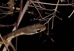 Dendrelaphis chairecacos
