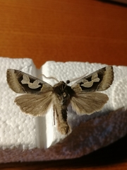 Perigrapha circumducta