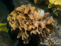 Pentapora