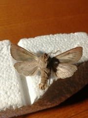 Perigrapha circumducta