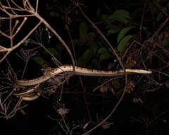 Dendrelaphis chairecacos