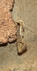 Acrolophus mortipennella