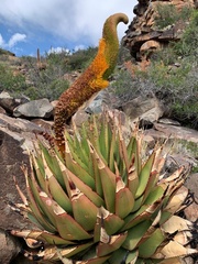 Aloe broomii