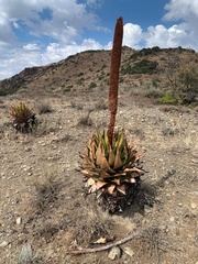 Aloe broomii