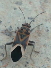 Graptostethus servus