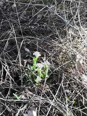 Noccaea caerulescens