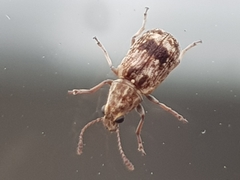 Cacephatus huttoni