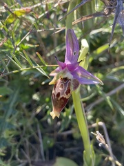 Ophrys calypsus