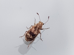 Cacephatus huttoni