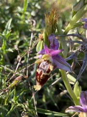 Ophrys calypsus