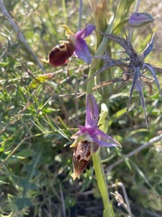 Ophrys calypsus