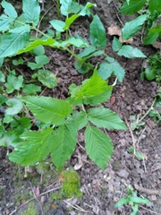 Aegopodium podagraria