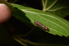 Sorineuchora nigra