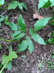 Aegopodium podagraria