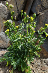 Senecio carnosulus