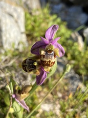 Ophrys calypsus