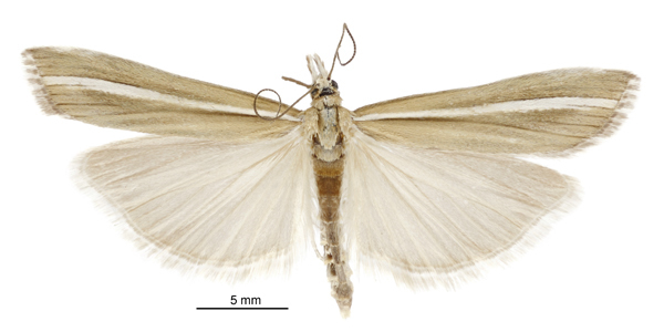 Orocrambus paraxenus