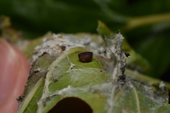 Sorineuchora nigra