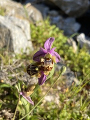 Ophrys calypsus