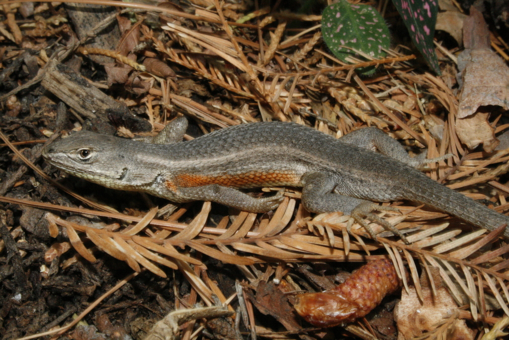 Southern Occidental Bunchgrass Lizard