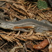 Southern Occidental Bunchgrass Lizard - Photo (c) Iván Trinidad Ahumada Carrillo, some rights reserved (CC BY-NC), uploaded by Iván Trinidad Ahumada Carrillo