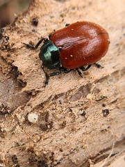 Chrysomela saliceti