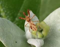 Irantha