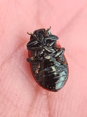 Chrysomela saliceti