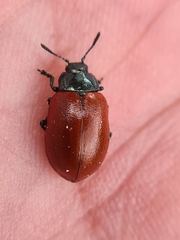 Chrysomela saliceti