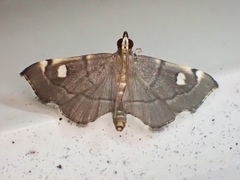 Luma sericea