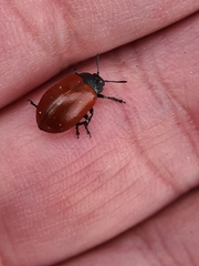 Chrysomela saliceti
