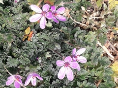 Erodium cicutarium