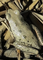 Hyla savignyi