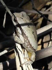 Hyla savignyi