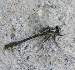 Hylogomphus apomyius