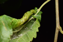 Sorineuchora nigra