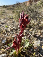 Serapias orientalis orientalis