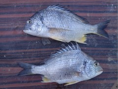 Acanthopagrus arabicus