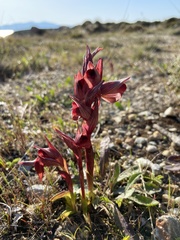 Serapias orientalis orientalis