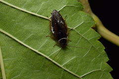 Sorineuchora nigra