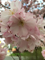 Prunus serrulata