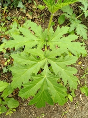 Heracleum mantegazzianum