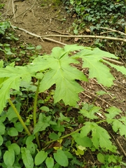 Heracleum mantegazzianum