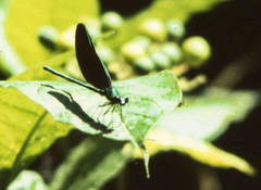 Sapho ciliata