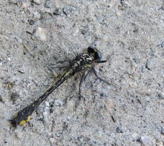 Hylogomphus apomyius