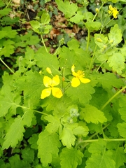 Chelidonium majus