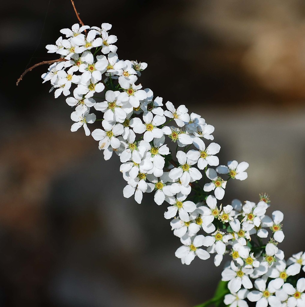 Spiraea prunifolia